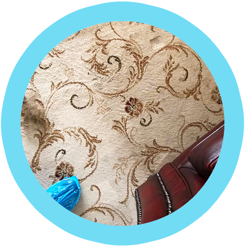 8 Stage Carpet Cleaning Process